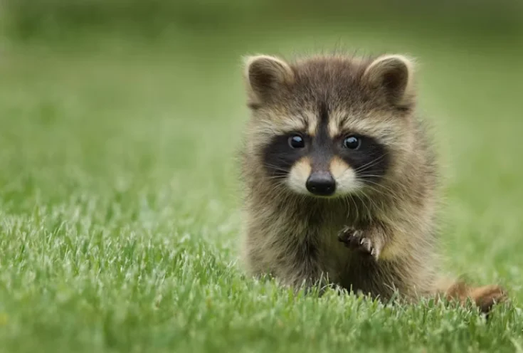 Wildlife Removal and the Balance of Coexistence